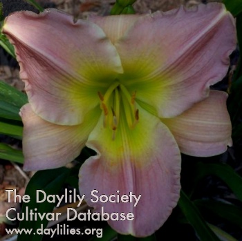 Daylily Incognito