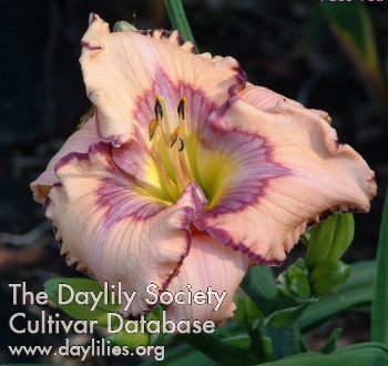 Daylily I See You