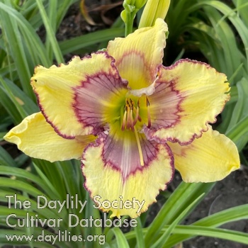 Daylily Idaho Butterfly