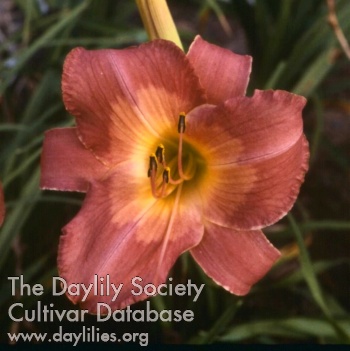 Daylily Imperial Watermark