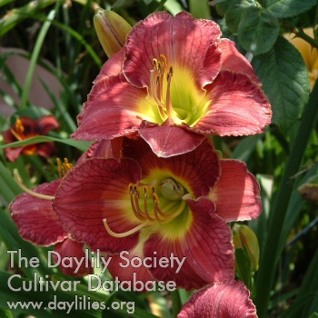 Daylily Imperial Splendor