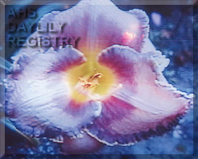 Daylily Impossible
