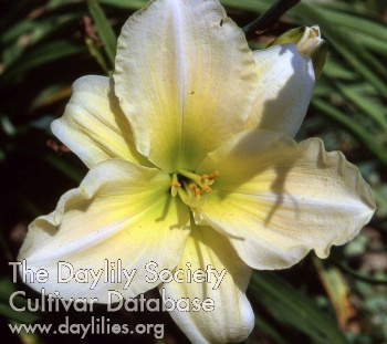Daylily In Touch