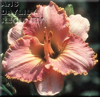 Daylily In His Hands