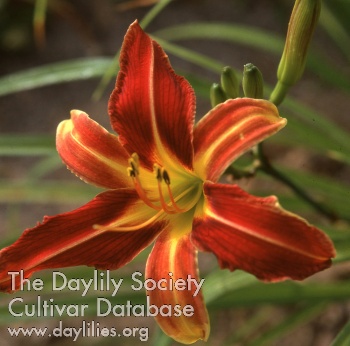 Daylily Indian Hills