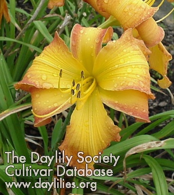 Daylily Indian Dreams