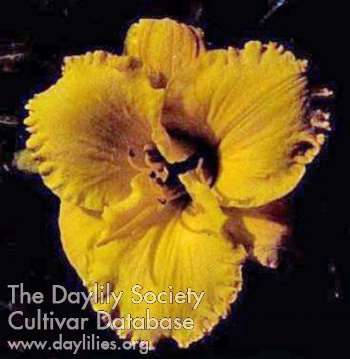 Daylily Indonesia