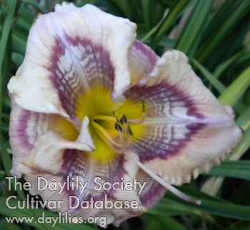 Daylily Infinitely Interrelated