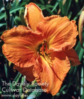 Daylily Inner Voices