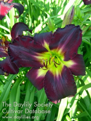 Daylily In the Shadows
