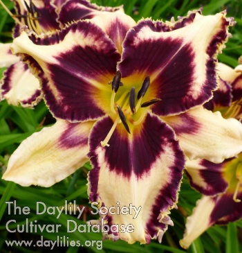Daylily Ion a Flower