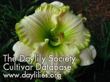 Daylily Irish Halo