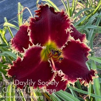 Daylily It's All I Can Do