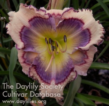 Daylily In Awe of You