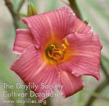 Daylily Joyful Elf