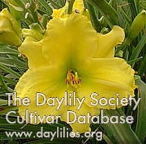 Daylily Jakarta