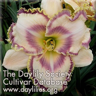 Daylily Jelly Maker