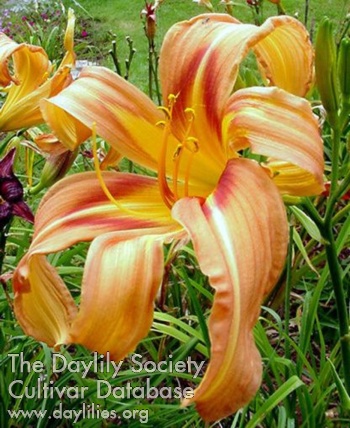 Daylily Jester's Robe