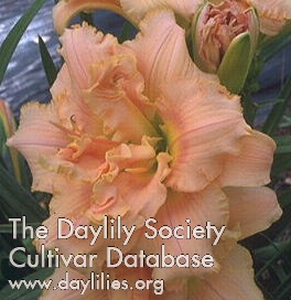 Daylily John Kirkland