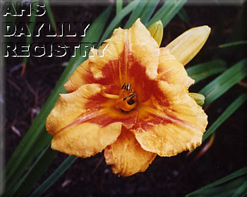 Daylily Jolie Maggie