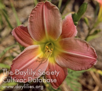 Daylily Joy Joy Joy