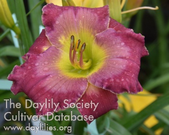 Daylily Juris Progress in Blue