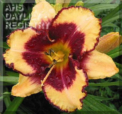 Daylily Just As Confusing