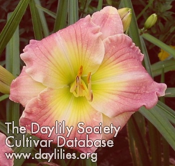 Daylily Joined in Eternity