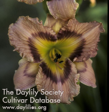 Daylily Kaleidoscope Dreams