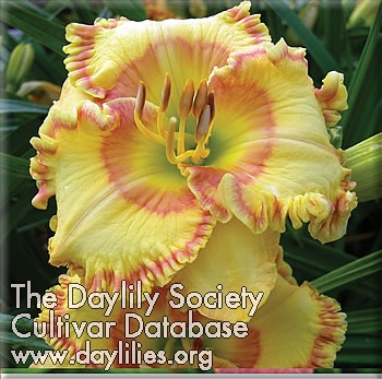 Daylily Keep on Keeping on