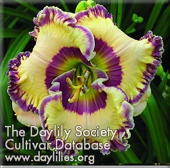 Daylily Keep on Looking