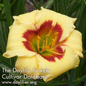 Daylily Kassidy Thorne