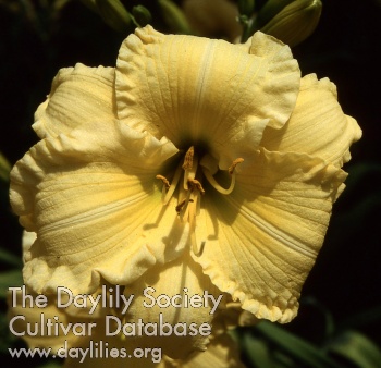 Daylily Kenneth Johnson