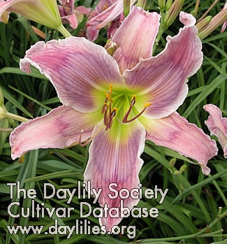 Daylily Kickin Chicken