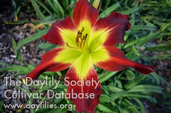 Daylily King of Reds