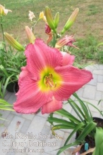 Daylily Kitty in Pink