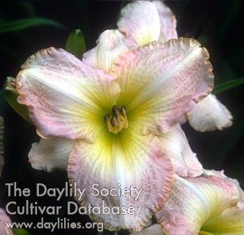 Daylily Kunzite