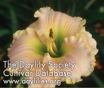 Daylily Key Lime Special