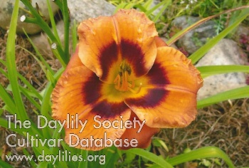 Daylily Kimmers