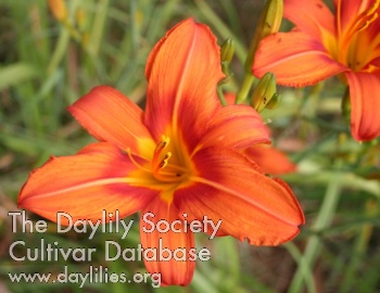 Daylily Labor Day Heat Wave