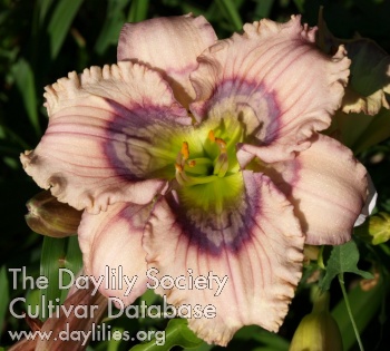 Daylily Labyrinth of Light and Shadow