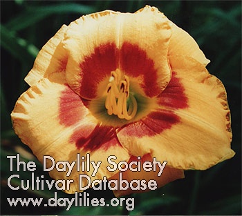 Daylily Lady Elaine Modrak