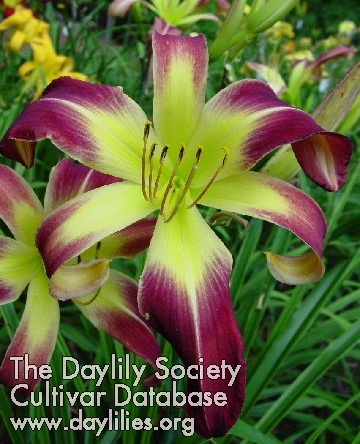Daylily Laughing Out Loud