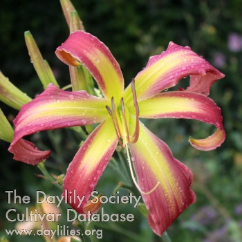 Daylily Lausitzer Pink Flamingo