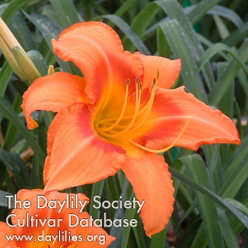 Daylily Leebea Orange Crush