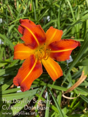 Daylily Lehmder Harlekin