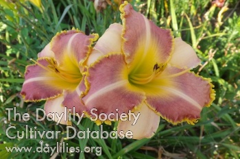 Daylily Let's Fall in Love