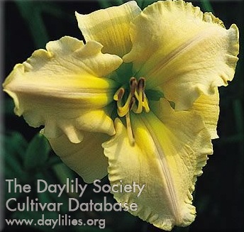 Daylily Life on Bajore