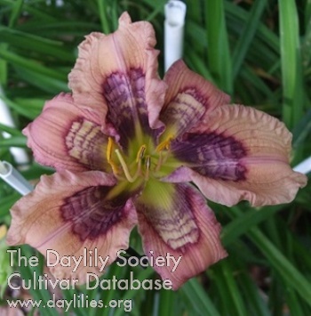 Daylily Lillian's Richter Scale