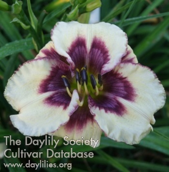 Daylily Lillian's Violet Eyed Pixie